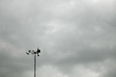 Low angle view of a bird