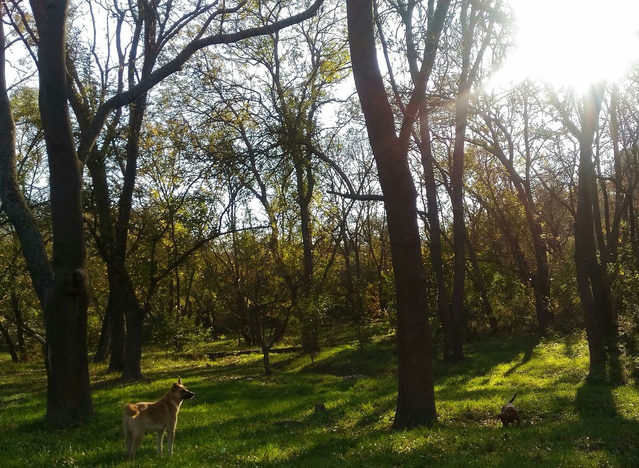 VIEW OF DOG IN FOREST