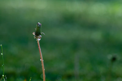 Close-up of wet plant on land