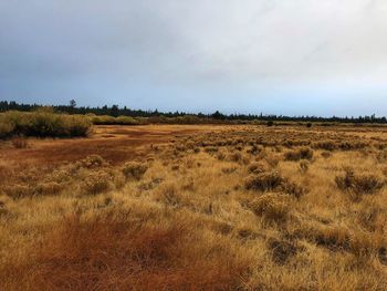 Scenic view of field against sky