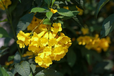 Close-up of yellow flowering plant