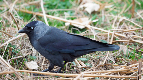 Close-up of bird perching on a field