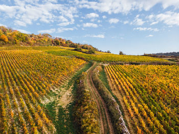 Scenic view of agricultural field against sky