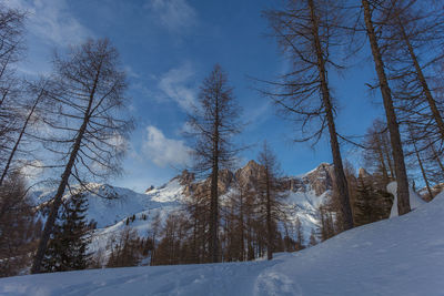 Trees on snow covered landscape against sky