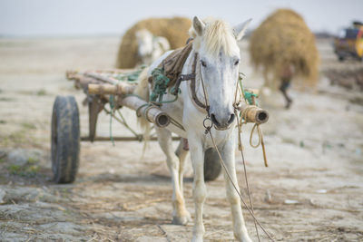 Horses in the field