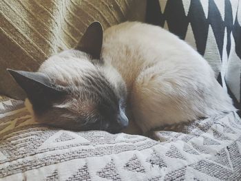 Cat sleeping in a bed