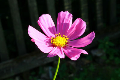 Close-up of pink flower