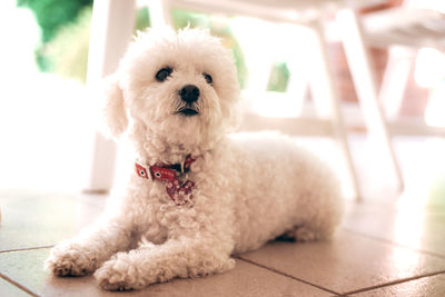 Portrait of cute puppy relaxing on floor