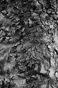 Full frame shot of tree trunk