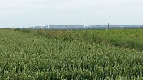 Scenic view of agricultural field against sky