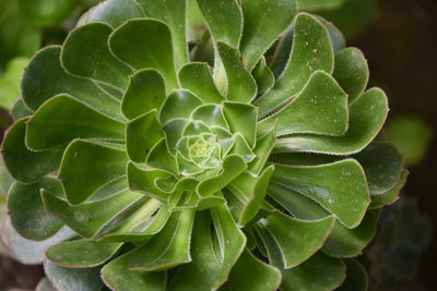 Close-up of fresh green cactus plant