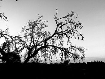 Silhouette of bare trees against sky at sunset