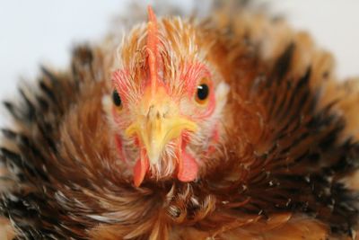 Close-up of a bird