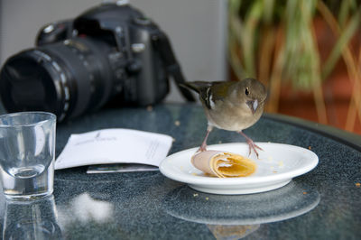 Close-up of food on table