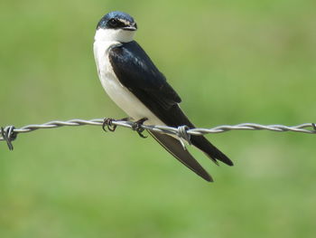 Close-up of bird perching on barbed wire