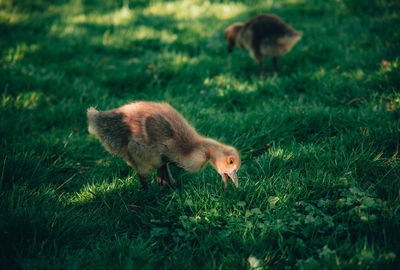 Cute gosling grassing