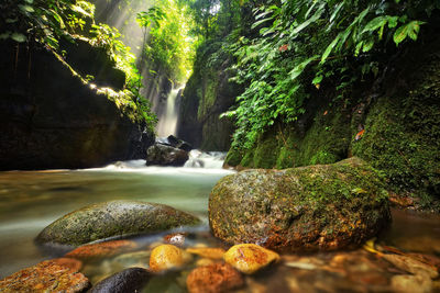 Scenic view of waterfall in forest