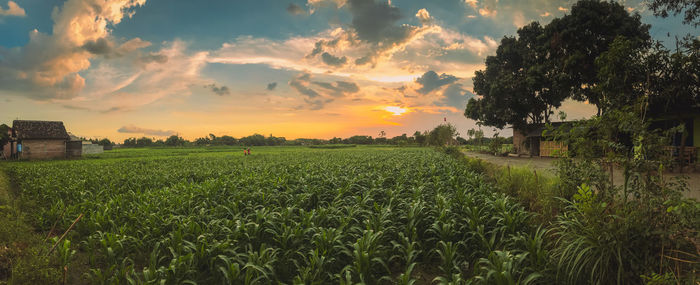 Scenic view of agricultural field against sky during sunset