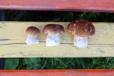 Close-up of mushrooms