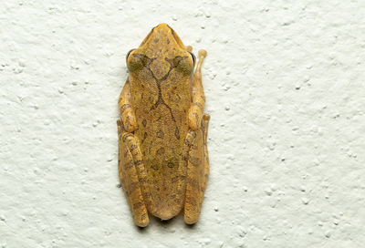 Close-up of frog on wall