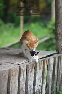 View of a cat on wooden wall