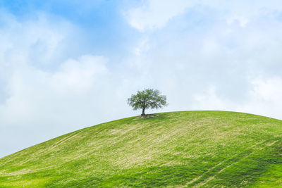 Lonely tree on a hill