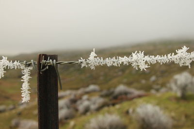 Close-up of frozen plants against sky during winter