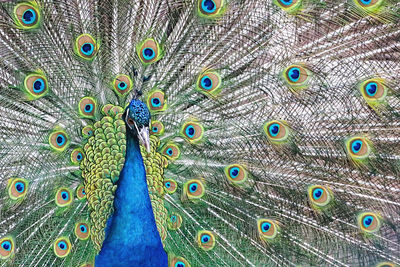 Close-up portrait of peacock