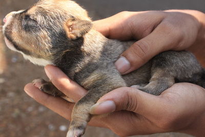 Close-up of person hand with dog