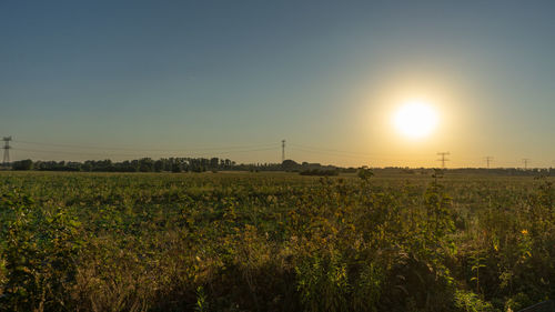 Scenic view of field against clear sky during sunset