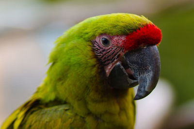 Close-up of parrot