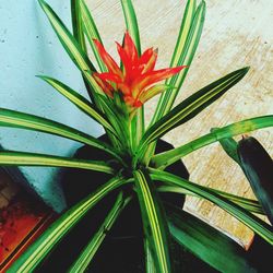 Close-up of red flowering plant