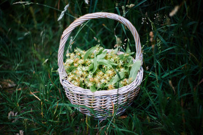 Linden flowers in basket