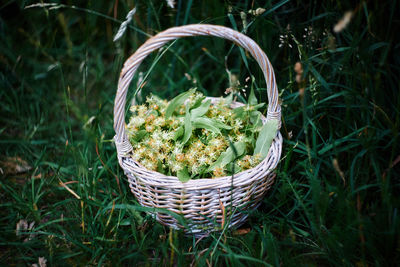 High angle view of plants in basket on field