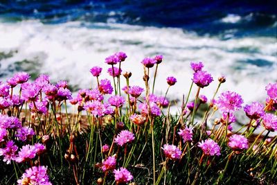 Close-up of pink flowers blooming outdoors