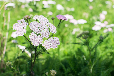 Close-up of white flowering plant