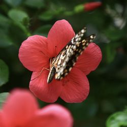 Close-up of butterfly pollinating on flower