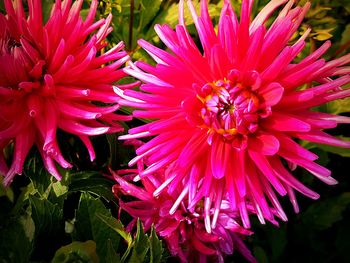 Close-up of insect on pink dahlia blooming outdoors