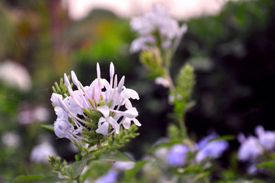 Close-up of purple flowering plant