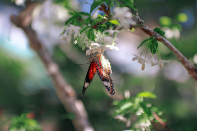 Close-up of butterfly on flower