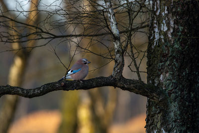 Low angle view of bird perching on tree