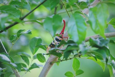 Close-up of insect on plant