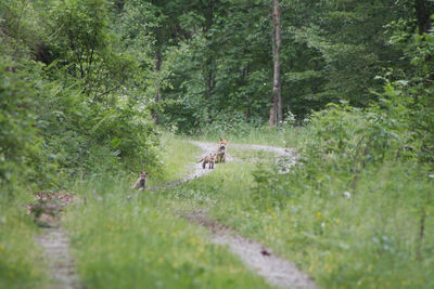 View of a dog running in the forest