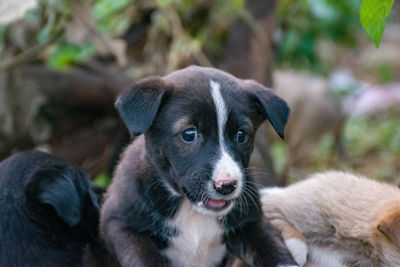 Close-up portrait of puppy