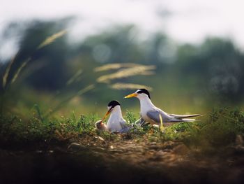 Close-up of birds perching by plants