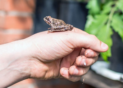 Close-up of hand holding lizard