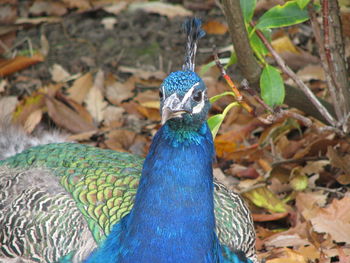 Close-up of peacock