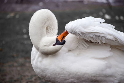 Beautiful swan