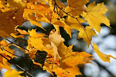 Low angle view of maple leaves on tree