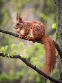 Squirrel on tree